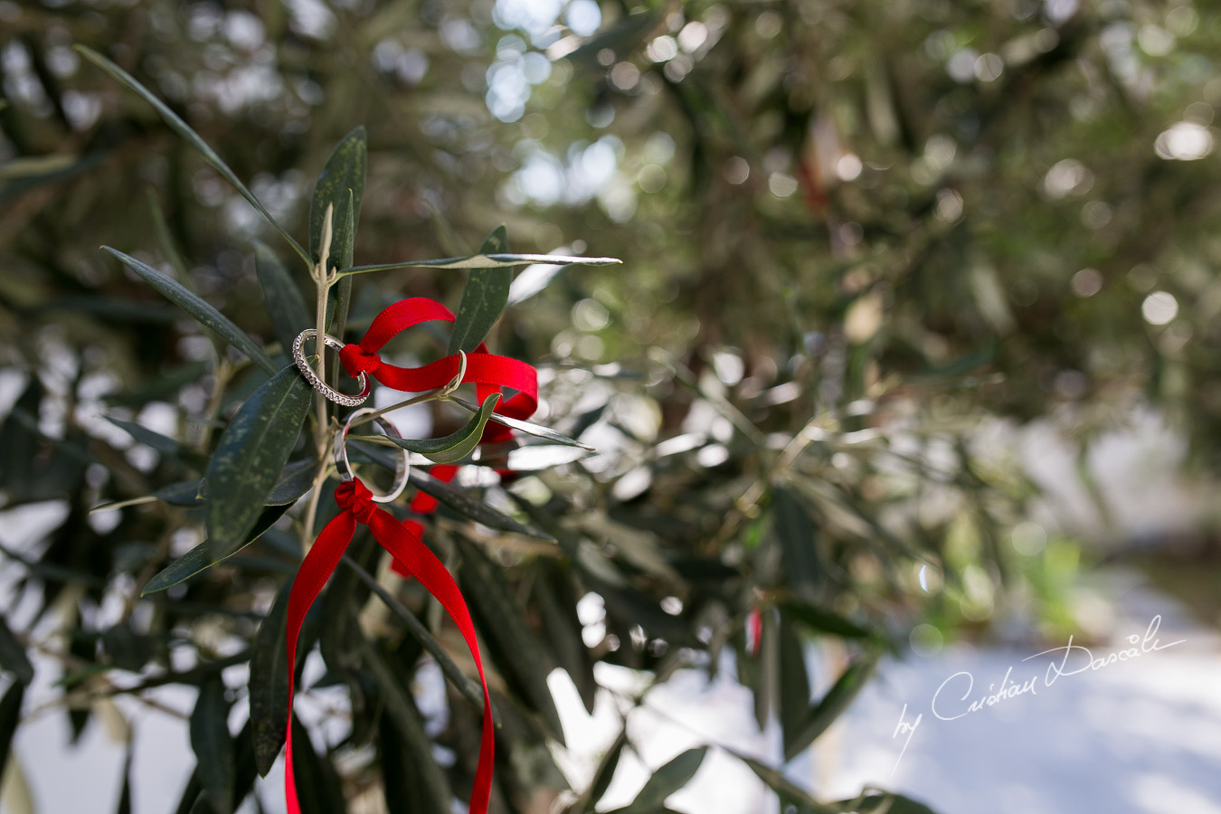 Wedding of Costas & Maria - Nicosia, Agios Dometios 01