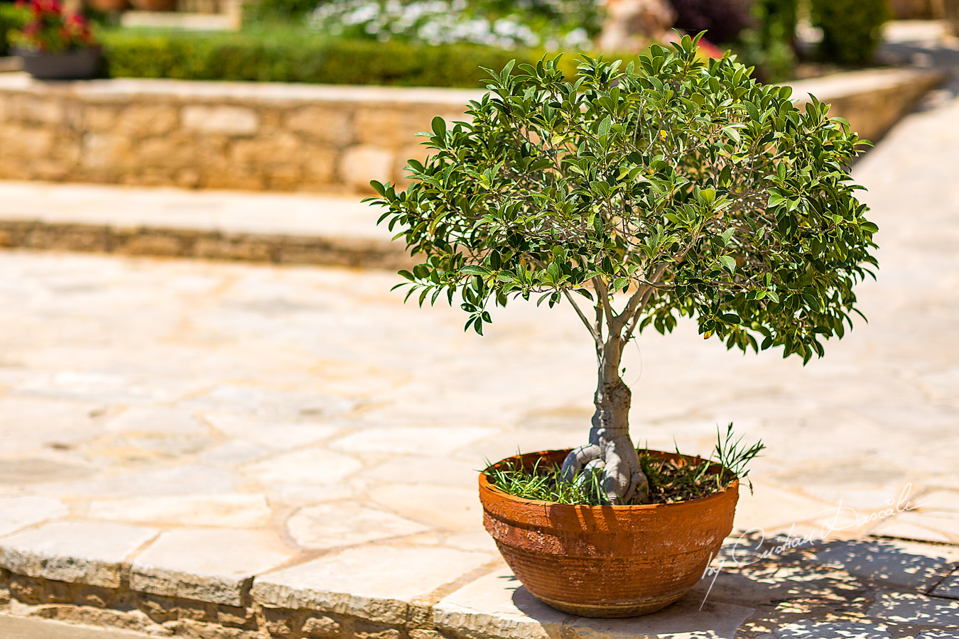 Details captured at a beautiful wedding in Limassol, Cyprus.