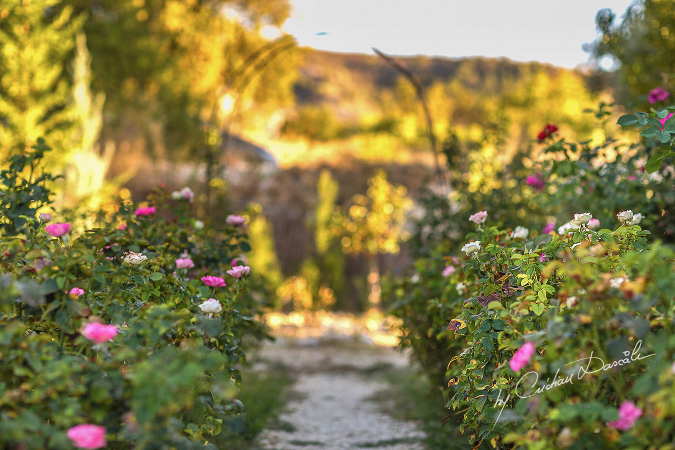 The Roses Alley captured at Villa in Trimiklini.