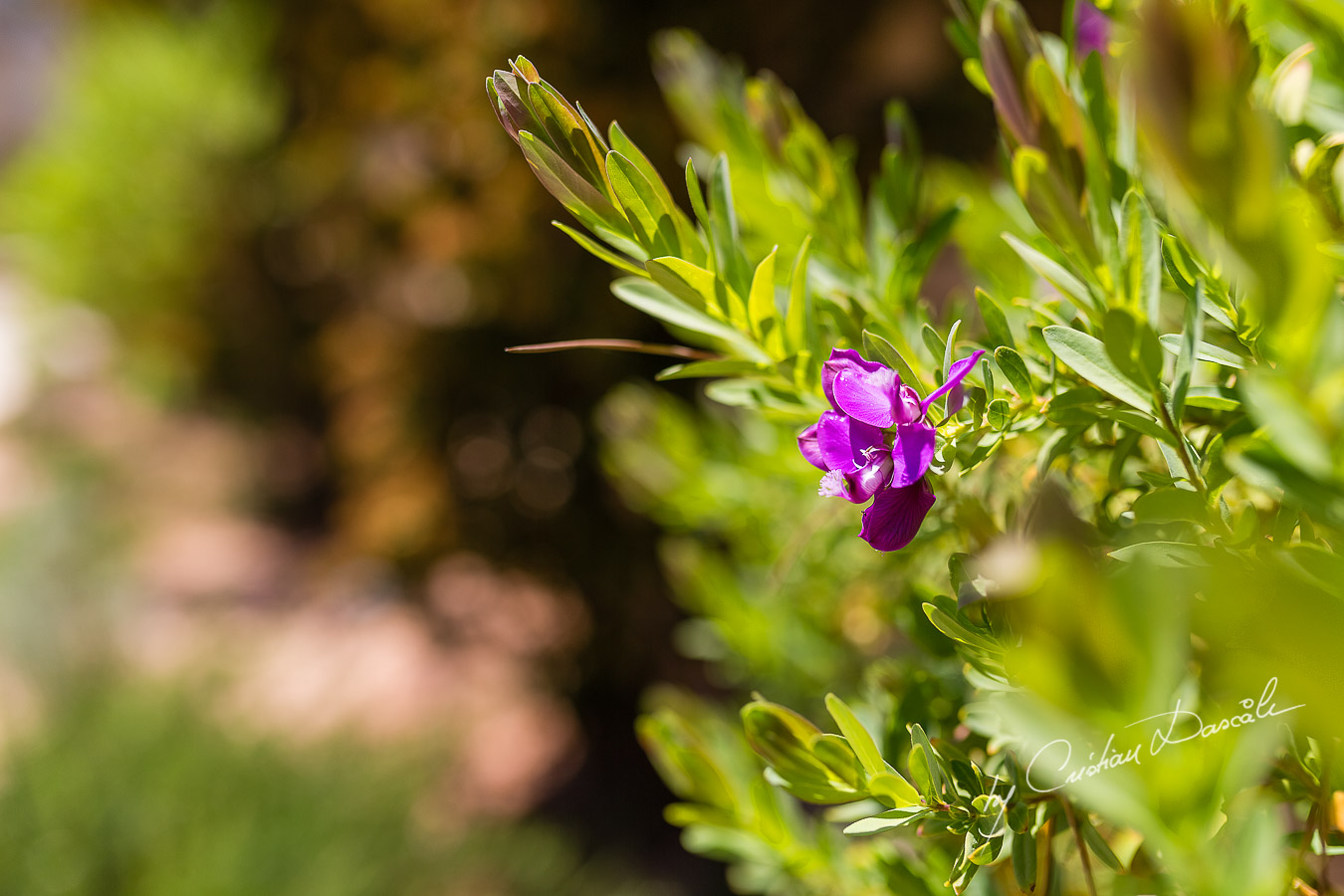 Details captured at Aphrodite Hills Resort before the wedding ceremony by Cristian Dascalu.