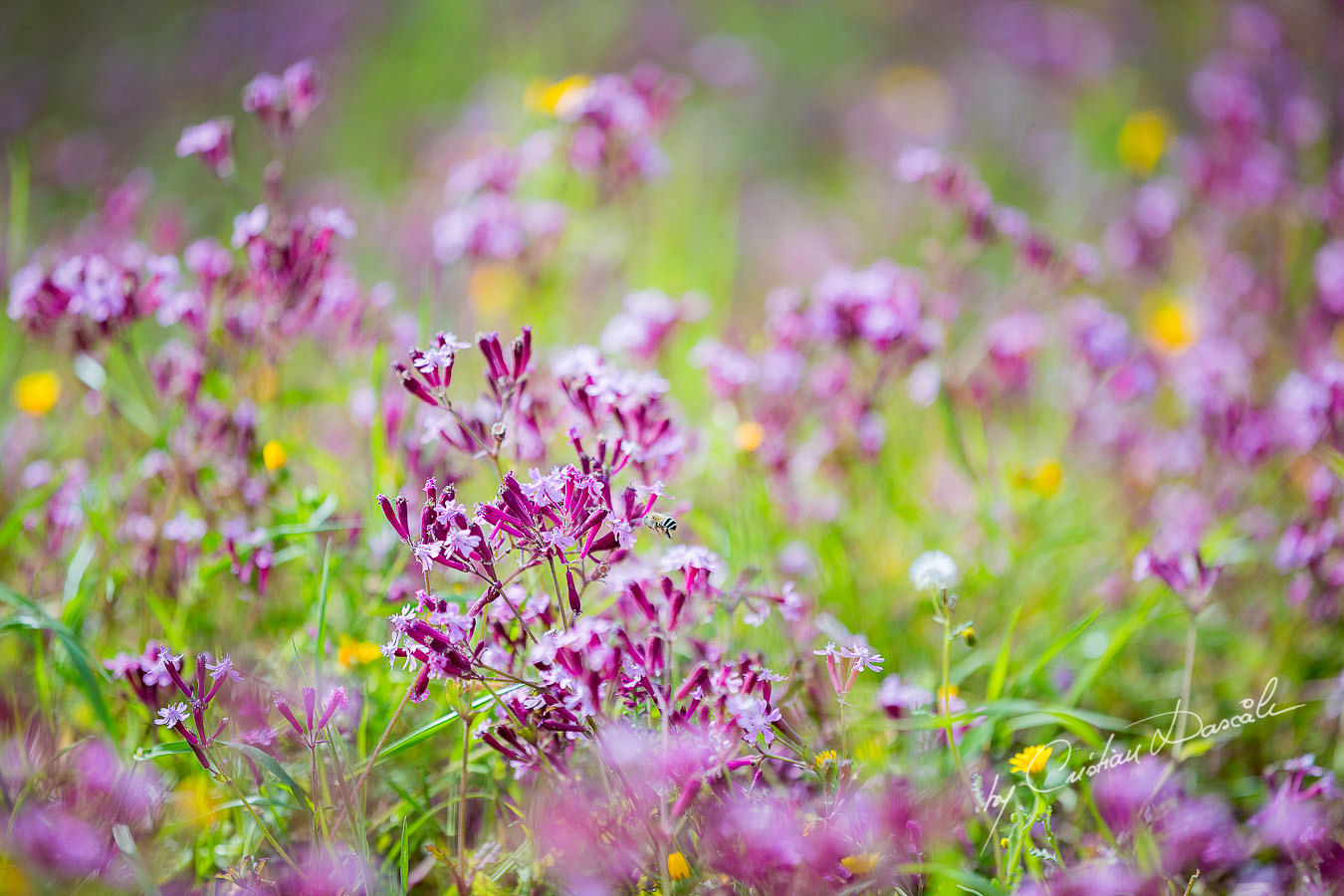 Field full of flowers captured in Klirou village during an amazing family photography in Nicosia by Cyprus Photographer Cristian Dascalu.