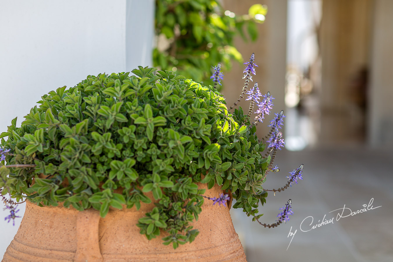 Green details at the beautiful Anassa Hotel photographed by Cyprus Photographer Cristian Dascalu.